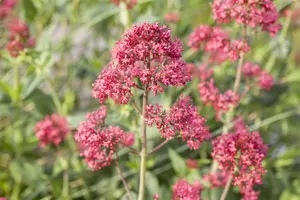 Centranthus ruber