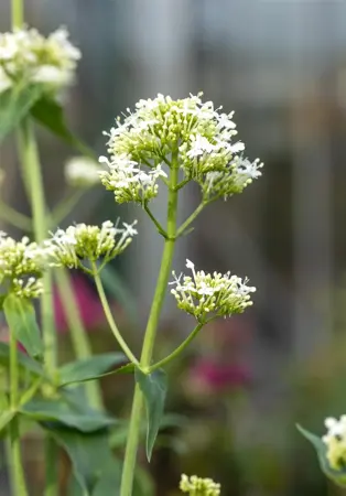 Centranthus ruber 'Albus' - P9 - image 5