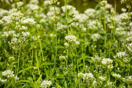 Centranthus ruber 'Albus' - P9 - image 1