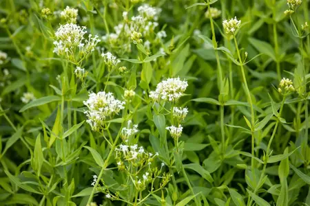 Centranthus ruber 'Albus' - P9 - image 2