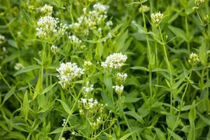 Centranthus ruber 'Albus' - P9 - image 2