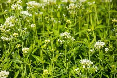 Centranthus ruber 'Albus' - P9 - image 3
