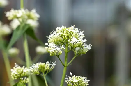 Centranthus ruber 'Albus' - P9 - image 4