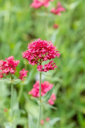Centranthus ruber 'Coccineus' - P9 - image 4