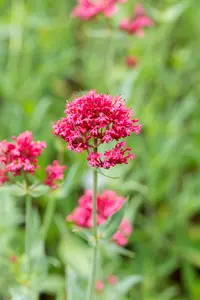 Centranthus ruber 'Coccineus' - 1.5 Ltr pot - image 3