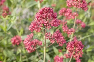 Centranthus ruber 'Coccineus'