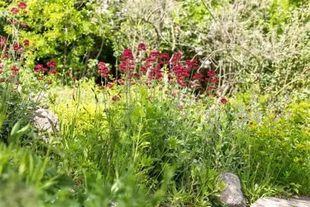 Centranthus ruber 'Coccineus' - P9 - image 2