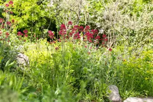 Centranthus ruber 'Coccineus' - P9 - image 2