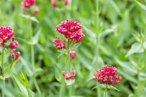 Centranthus ruber 'Coccineus' - P9 - image 3