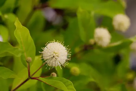 Cephalanthus o. 'Moonlight Fantasy' - 50-60 CM C4