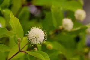 Cephalanthus o. 'Moonlight Fantasy'