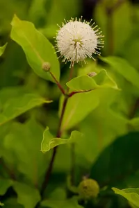 Cephalanthus occidentalis - 10 Ltr pot - image 1