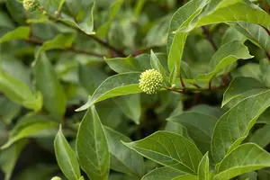 Cephalanthus occidentalis - LINERS 2-3 BRANCH - image 3