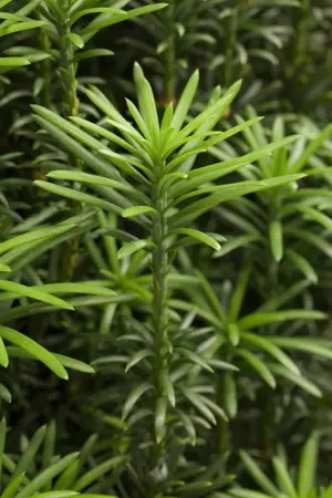 Cephalotaxus h. 'Fastigiata' - P9 - image 1