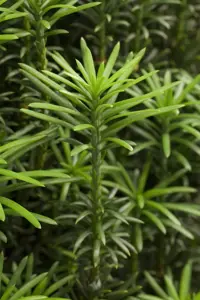 Cephalotaxus h. 'Fastigiata'