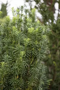 Cephalotaxus h. 'Fastigiata' - P9 - image 2