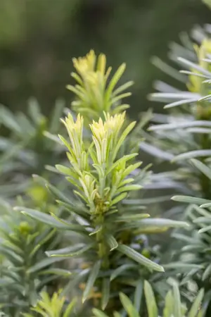 Cephalotaxus h. 'Fastigiata' - P9 - image 4
