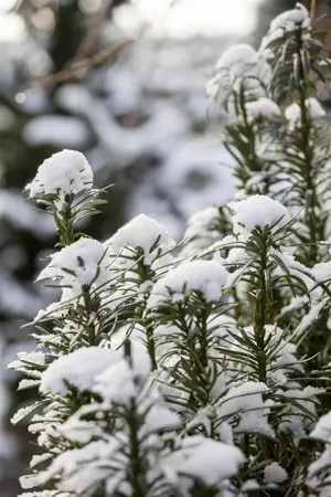 Cephalotaxus h. 'Fastigiata' - 80-100 CM RB - image 5