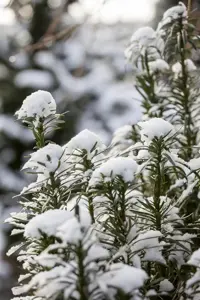 Cephalotaxus h. 'Fastigiata' - 100-125 CM RB - image 5