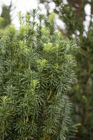 Cephalotaxus h. 'Fastigiata' - 3 Ltr pot - image 2