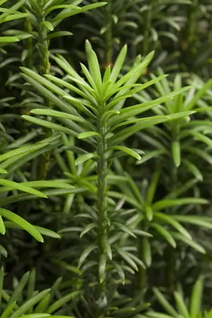 Cephalotaxus h. 'Fastigiata' - 50-60 CM C10 - image 1