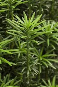 Cephalotaxus h. 'Fastigiata' - 50-60 CM C10 - image 5