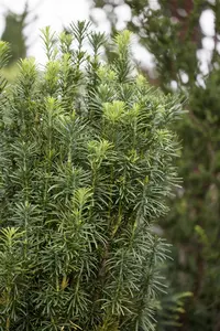 Cephalotaxus h. 'Fastigiata' - 50-60 CM C10 - image 2