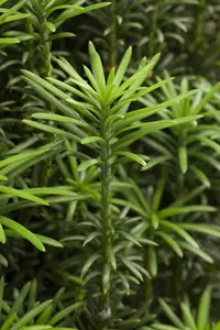 Cephalotaxus h. 'Fastigiata' - 50-60 CM C5 - image 5