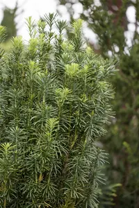 Cephalotaxus h. 'Fastigiata' - 50-60 CM C5 - image 2