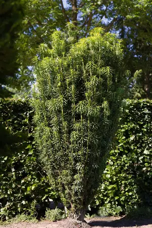 Cephalotaxus h. 'Fastigiata' - 20-25 CM C2.5 - image 3