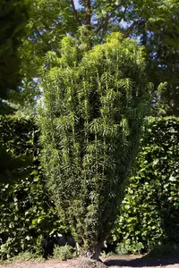 Cephalotaxus h. 'Fastigiata' - 20-25 CM C2.5 - image 3