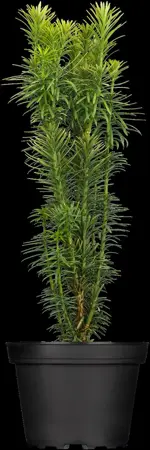 Cephalotaxus h. 'Korean Gold' - P10.5