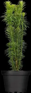 Cephalotaxus h. 'Korean Gold'
