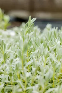 Cerastium tomentosum - P9 - image 2