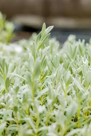 Cerastium tomentosum - 2 Ltr pot - image 2