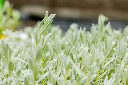 Cerastium tomentosum - P9 - image 1