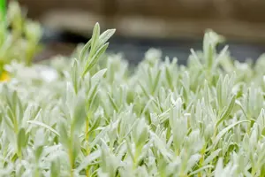 Cerastium tomentosum