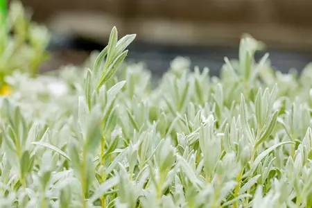 Cerastium tomentosum - 2 Ltr pot - image 1