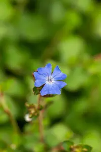 Ceratostigma griffithii - 3 Ltr pot