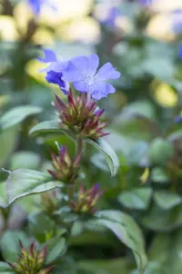 Ceratostigma plumbaginoides - 2 Ltr pot - image 5