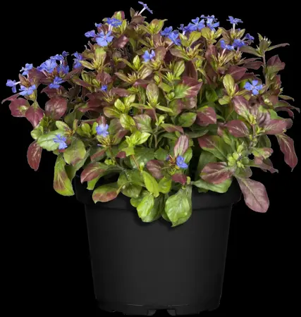 Ceratostigma plumbaginoides - 2 Ltr pot - image 3