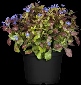 Ceratostigma plumbaginoides - 2 Ltr pot - image 3