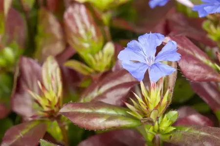 Ceratostigma plumbaginoides - 2 Ltr pot - image 4