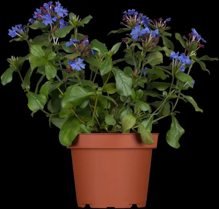 Ceratostigma plumbaginoides - 2 Ltr pot - image 2