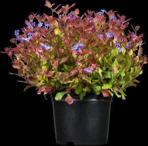 Ceratostigma plumbaginoides