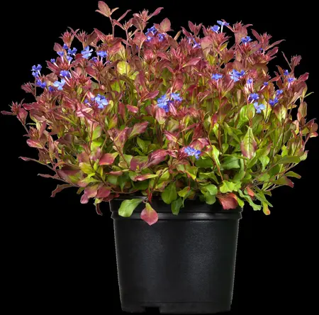 Ceratostigma plumbaginoides - P11 - image 1