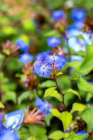Ceratostigma willmottianum - 10 Ltr pot - image 2