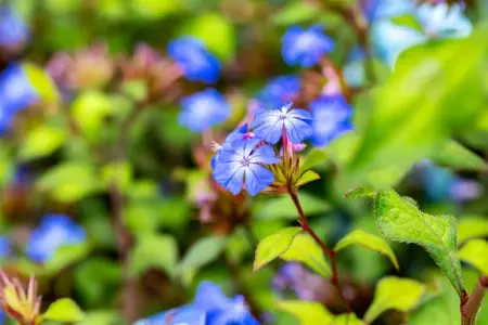 Ceratostigma willmottianum - 10 Ltr pot - image 1