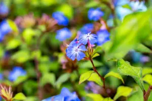 Ceratostigma willmottianum