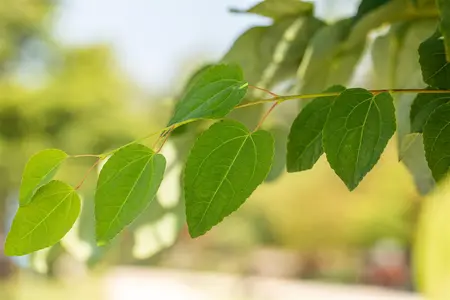 Cercidiphyllum jap.'Glowball'? - STEM 180 CM, GIRTH 8-10 CM C20 - image 5